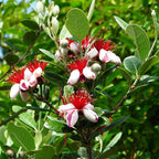 Feijoa sellowiana