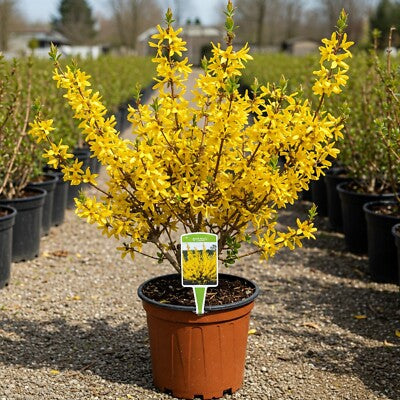 Forsythia