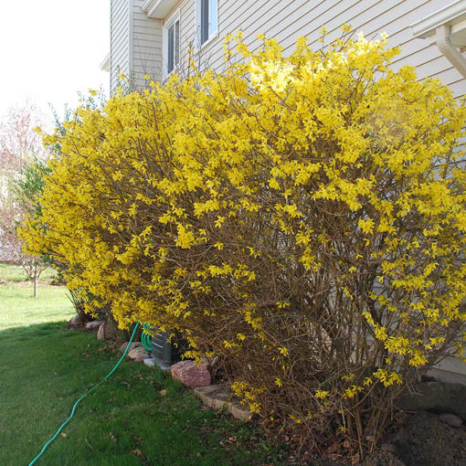 Forsythia