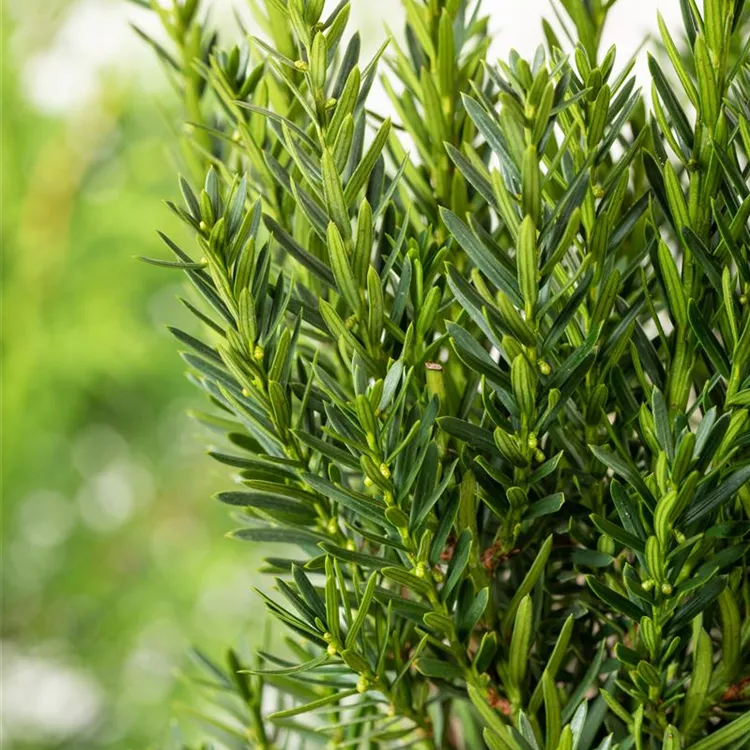 Taxus x Media "Hilli"