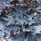 Fagus sylv. 'Rohan Red Weeping'