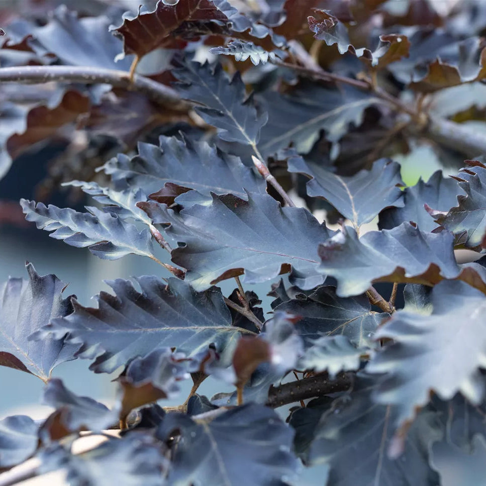 Fagus sylv. 'Rohan Red Weeping'