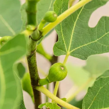 Ficus carica 'Firoma'&reg; Spalier