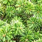 Abies koreana 'Brillant'
