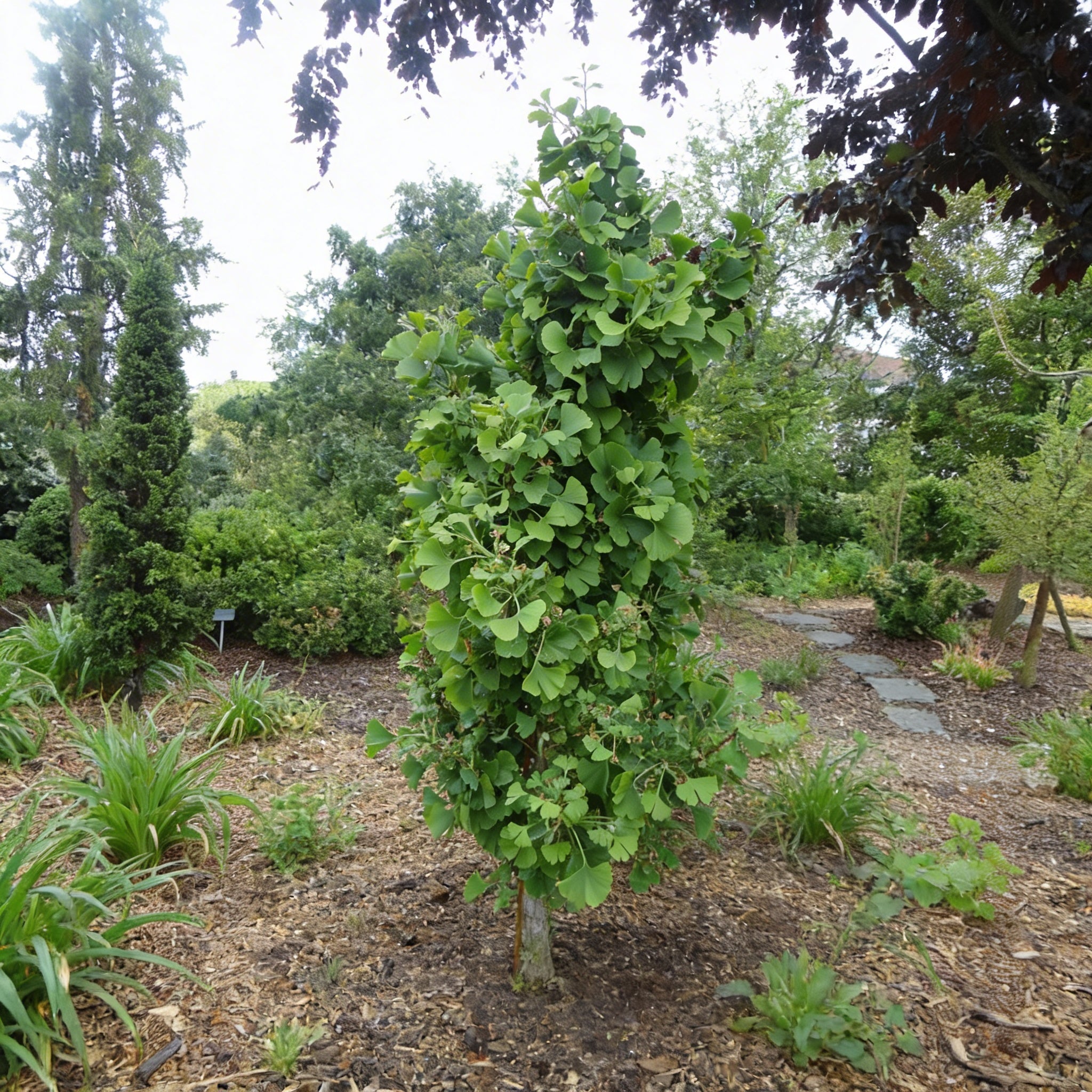 Ginkgo biloba 'Simon'