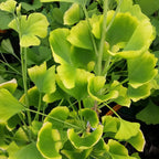 Ginkgo biloba 'Beijing Gold'