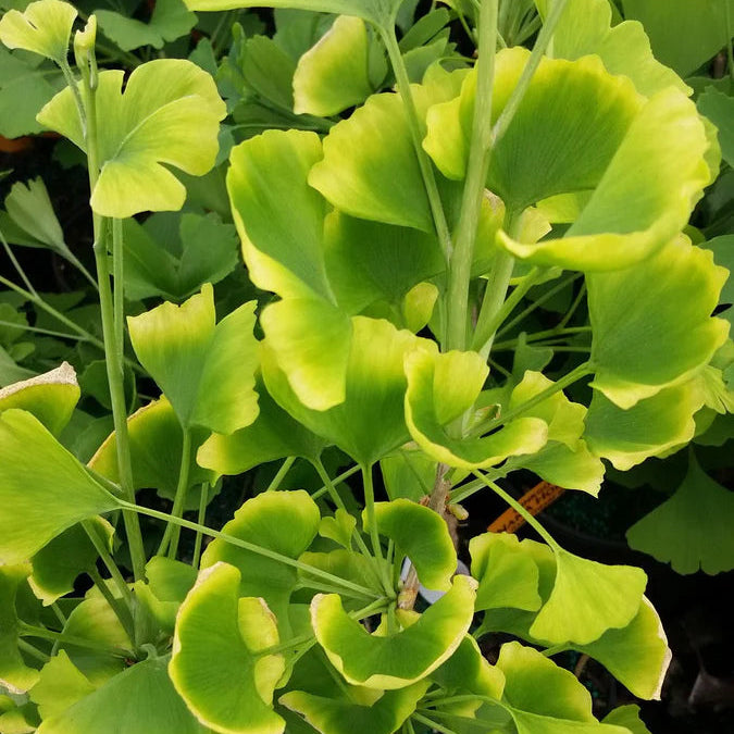 Ginkgo biloba 'Beijing Gold'