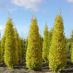 Ginkgo biloba 'Eiffel'