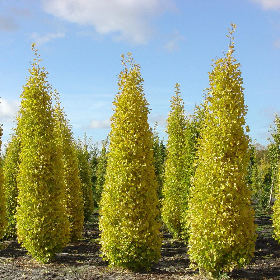 Ginkgo biloba 'Eiffel'