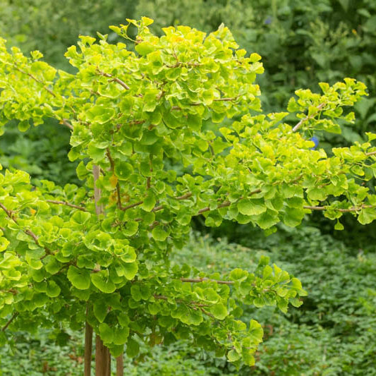 Ginkgo biloba 'Mariken'