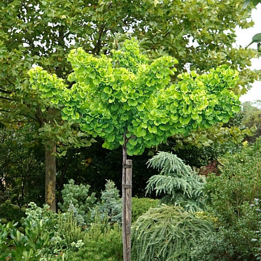 Ginkgo biloba 'Troll'