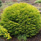 Thujopsis dolabrata 'Nana'