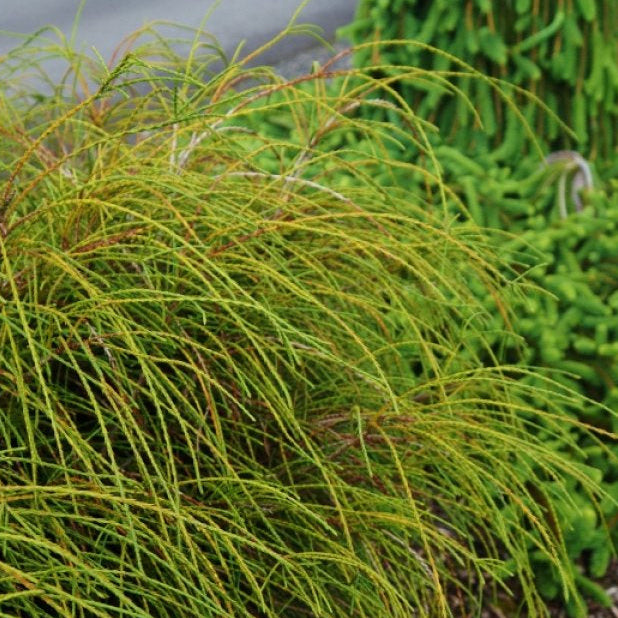 Thuja plicata 'Whipcord'