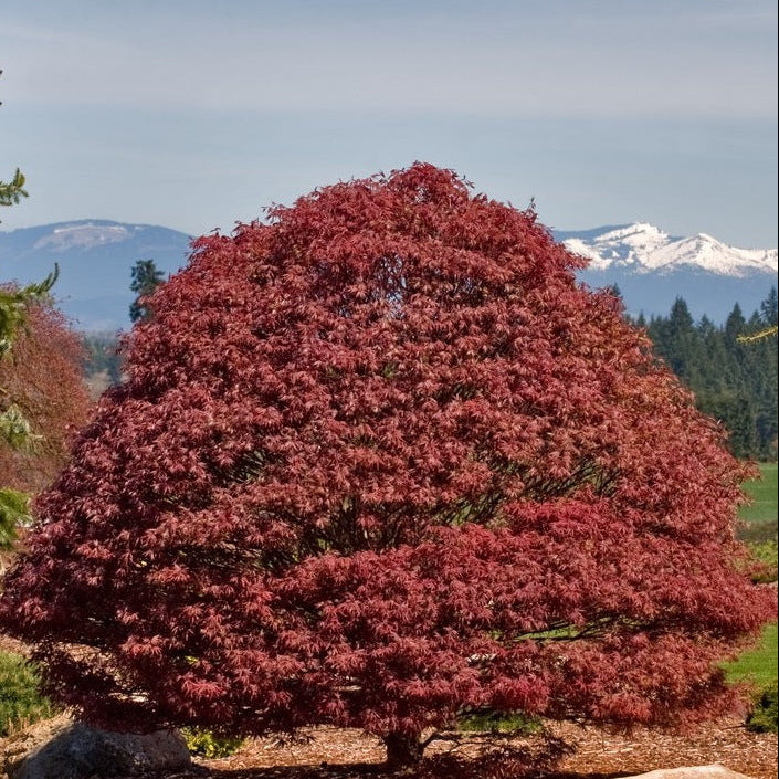 Acer palm. 'Rhode Island Red'