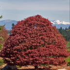 Acer palm. 'Rhode Island Red'