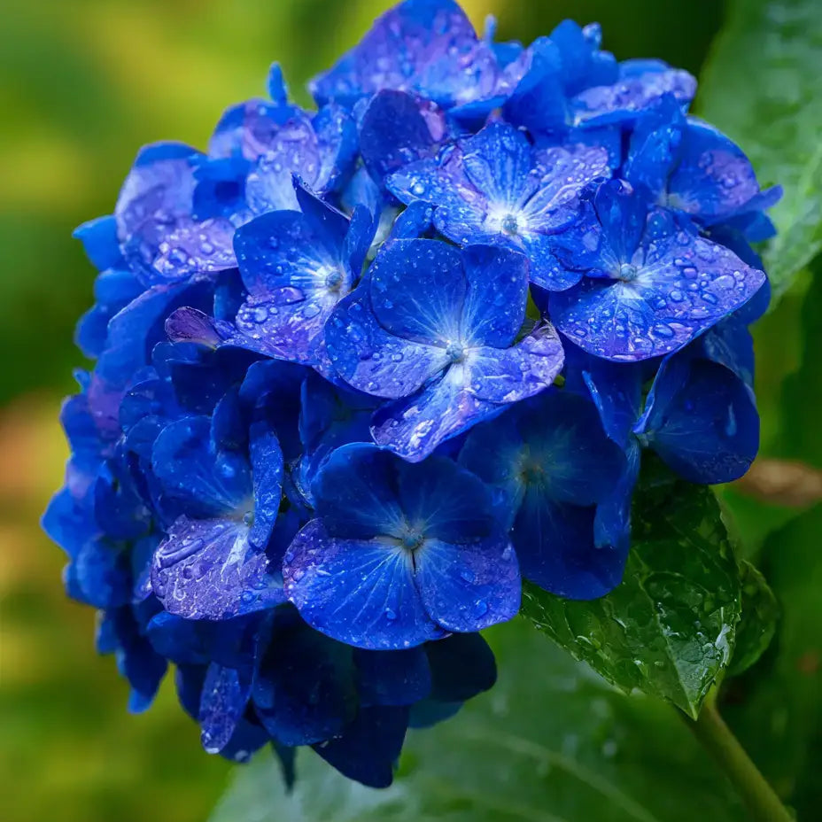 Hydrangea macrophylla (Azul)
