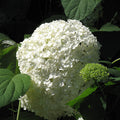 Hydrangea macrophylla (Blanca)