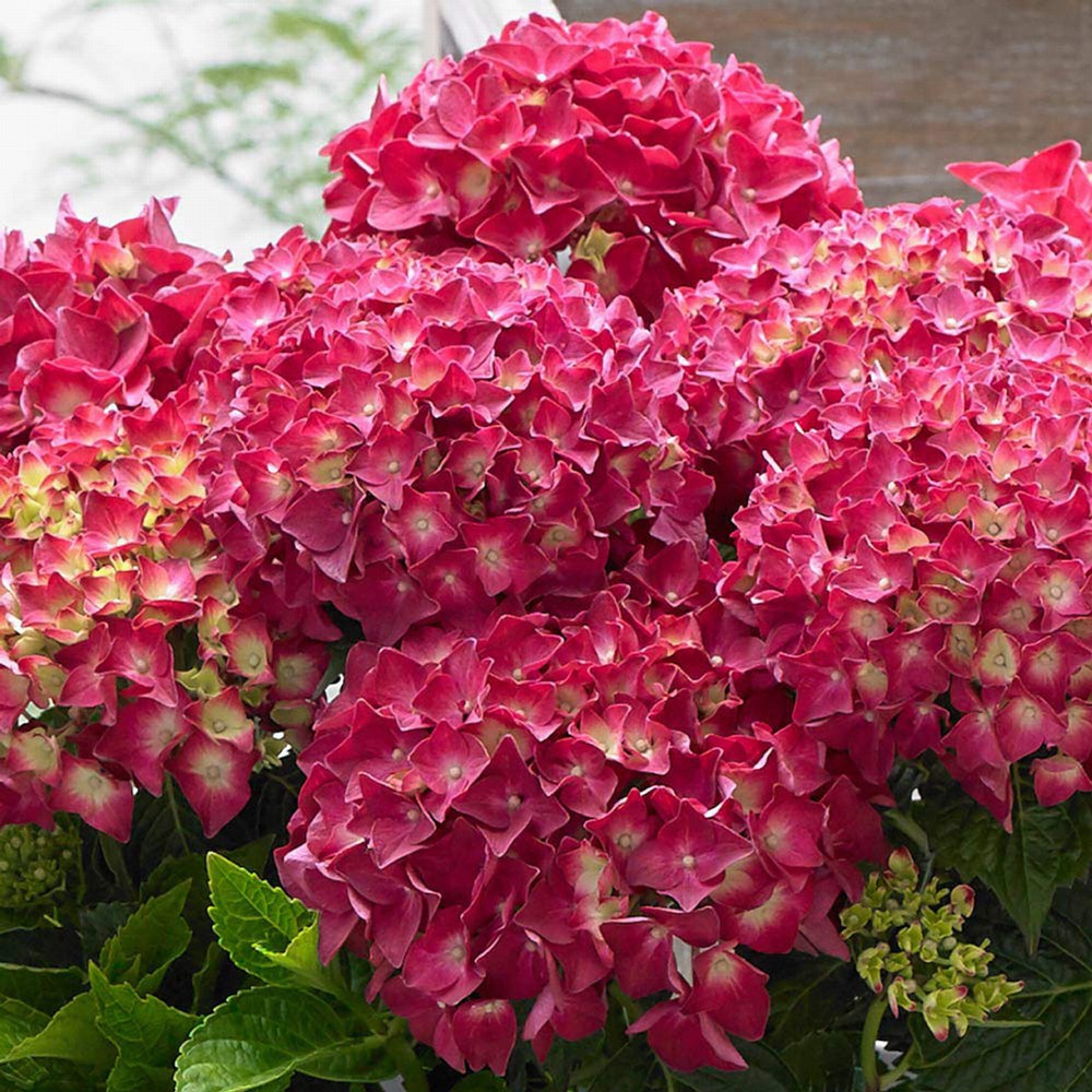 Hydrangea macrophylla (Roja)