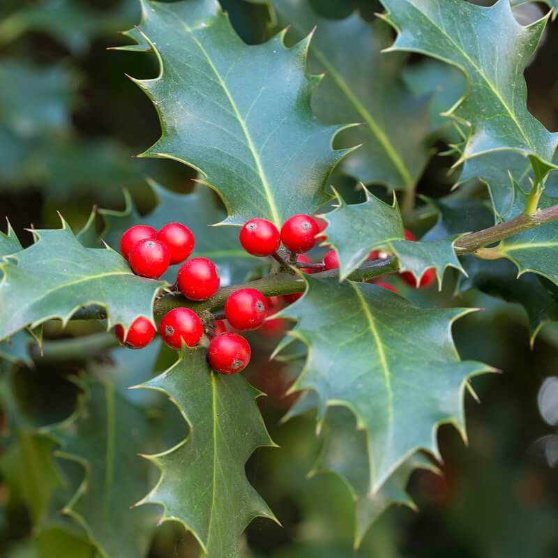 Ilex Aquifolium