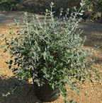 Teucrium Fruticans