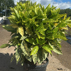 Aucuba Japonica