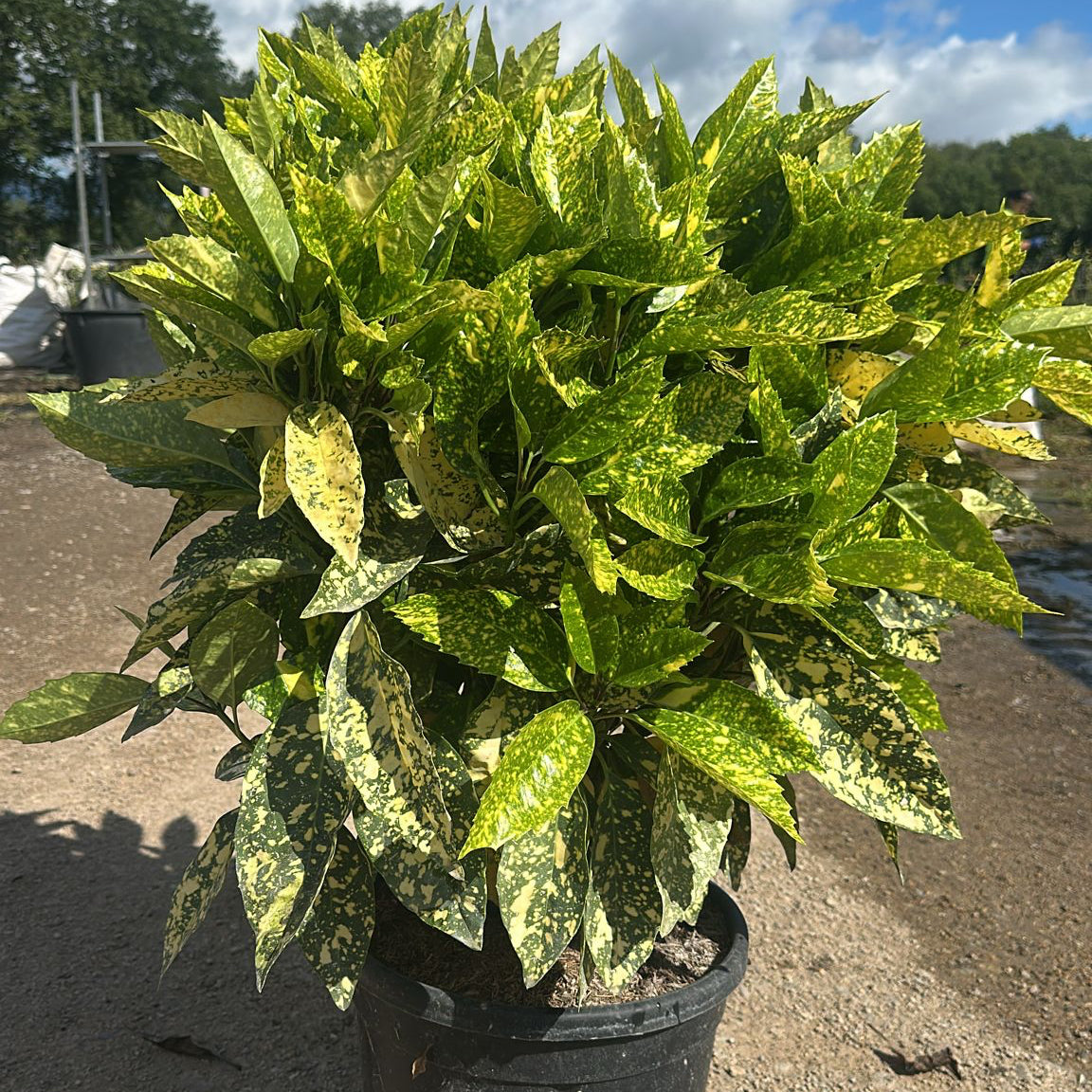 Aucuba Japonica