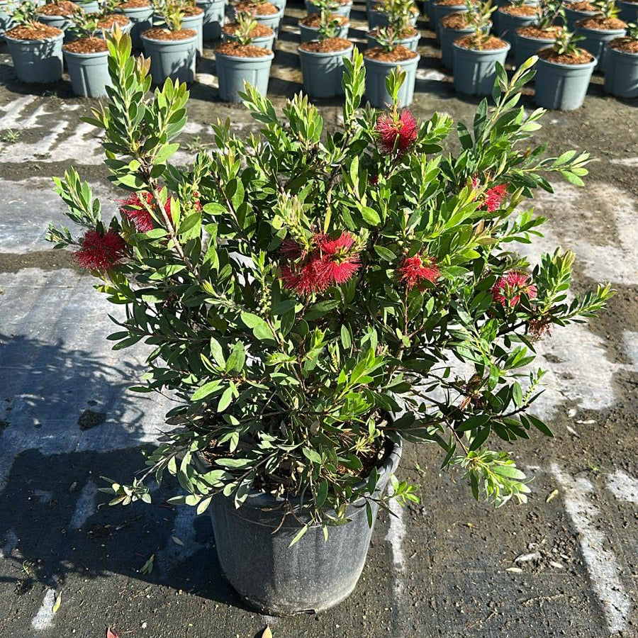 Callistemon Laevis