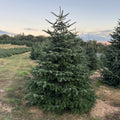 Abies Nordmanniana | Cepellón