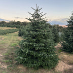 Abies Nordmanniana | Cepellón