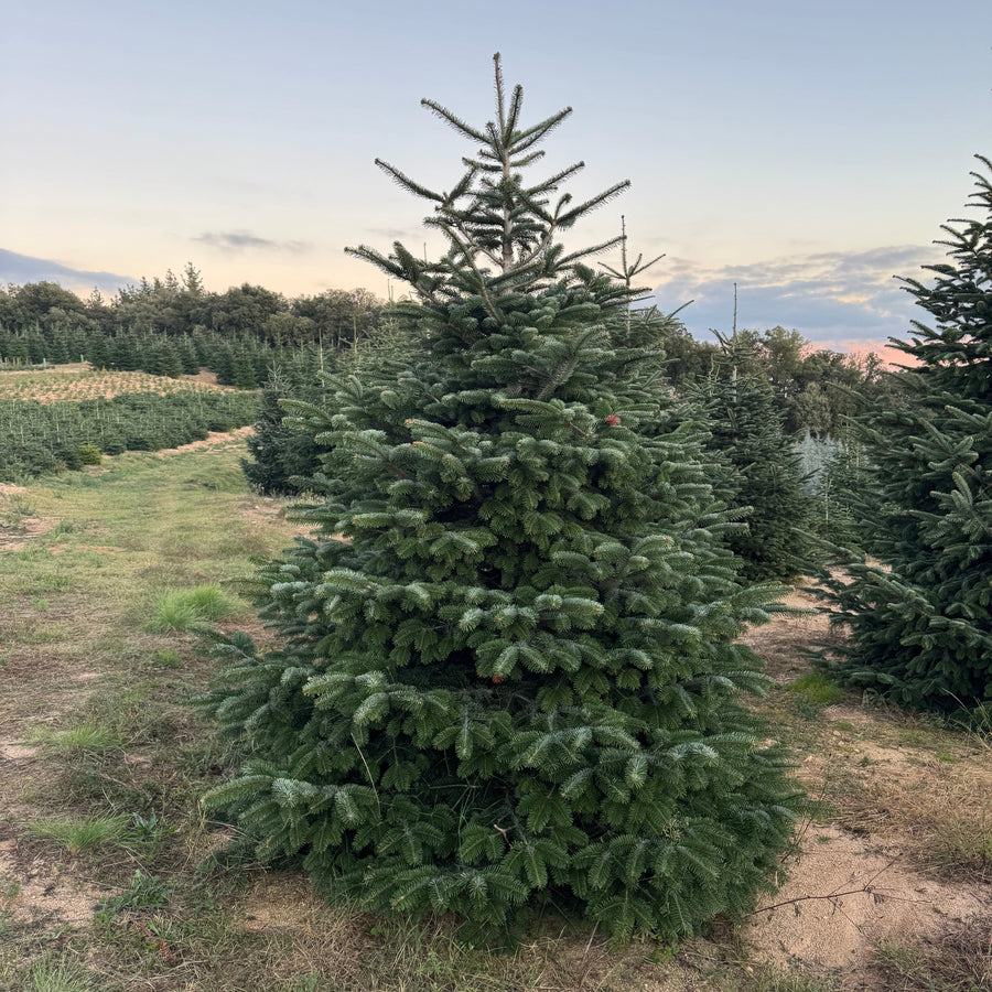 Abies Nordmanniana | Cepellón