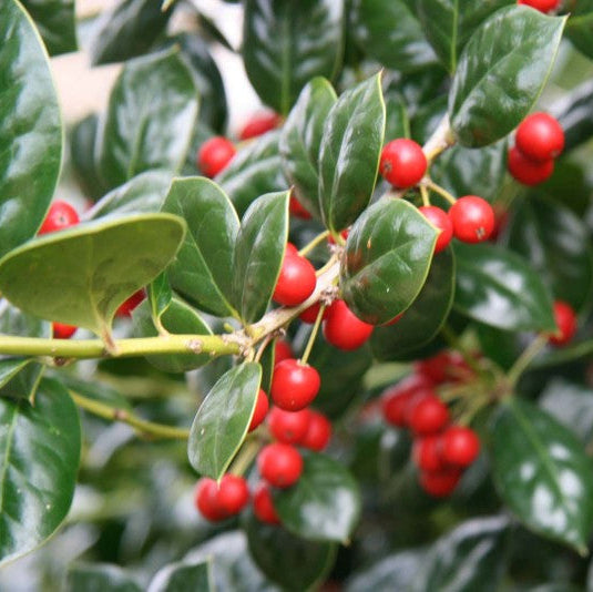 Ilex Nellie R.Stevens (Piramide) | Cepellón