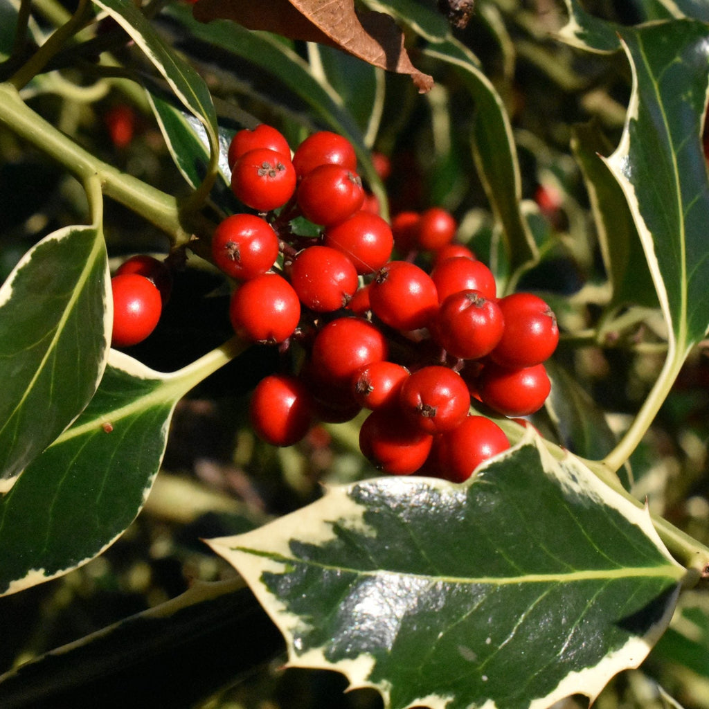 Ilex Aq. Argenteomarginata