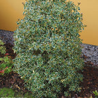 Ilex Aq. Argenteomarginata