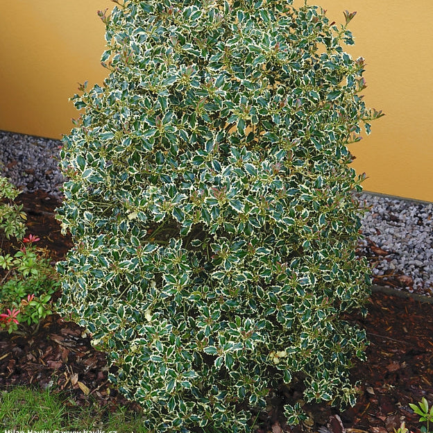 Ilex Aq. Argenteomarginata