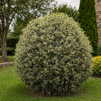 Ilex Aq. Argenteomarginata Bola