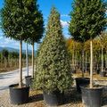 Ilex Aq. Argenteomarginata Cono