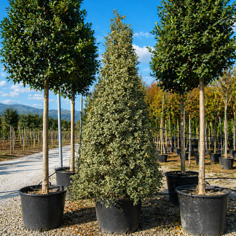 Ilex Aq. Argenteomarginata Cono