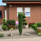 Ilex crenata 'Fastigiata'