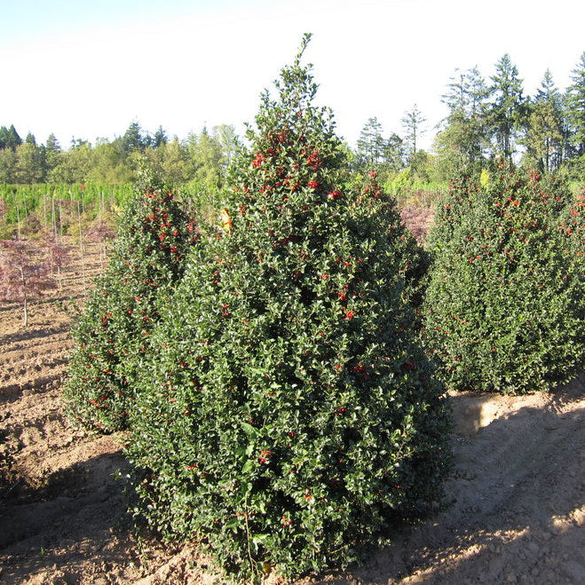 Ilex x Meserveae Blue Princes Cono