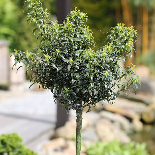 Ilex aquif. 'Heckenzwerg'&reg;