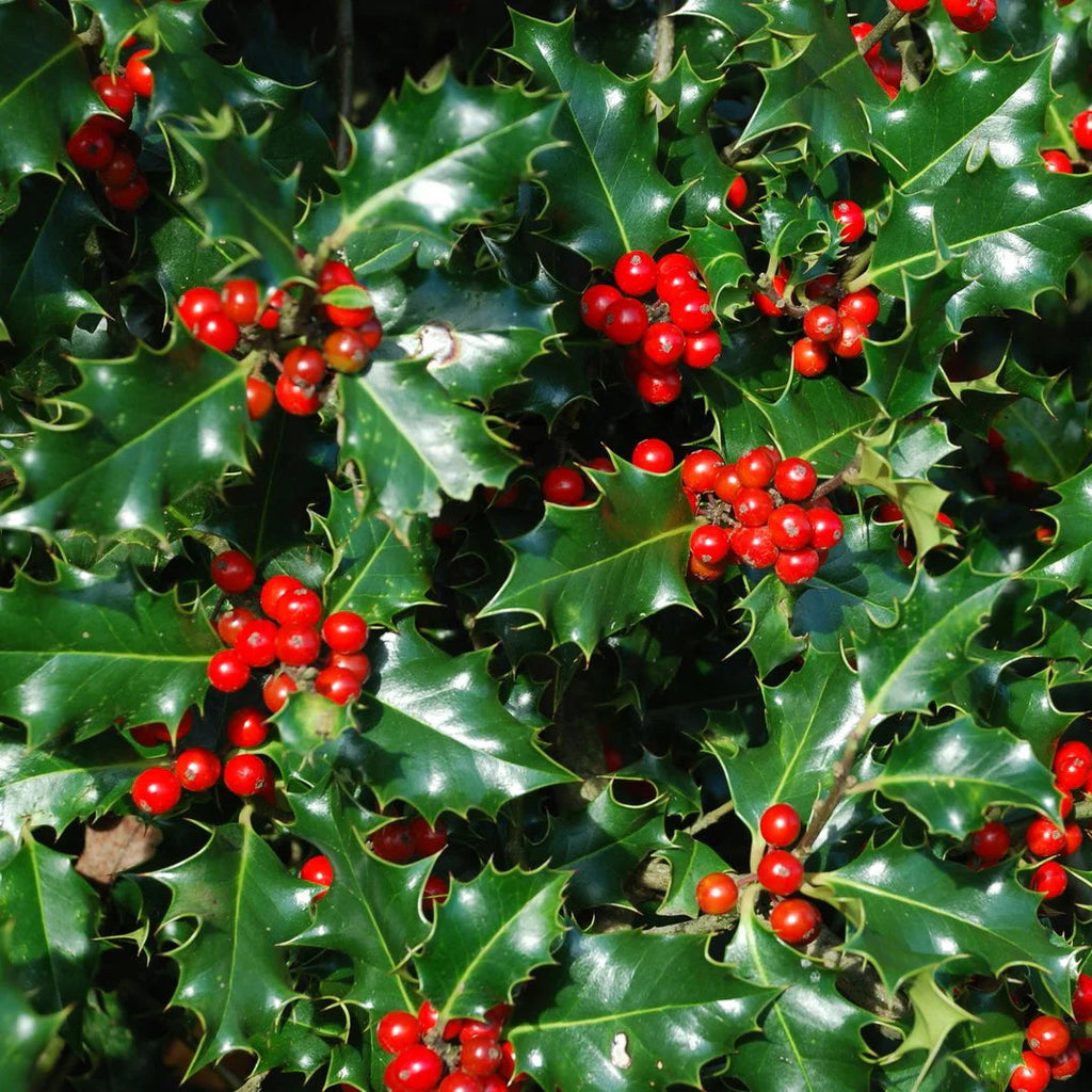Ilex Aquifolium | Cepellón
