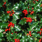 Ilex Aquifolium | Cepellón