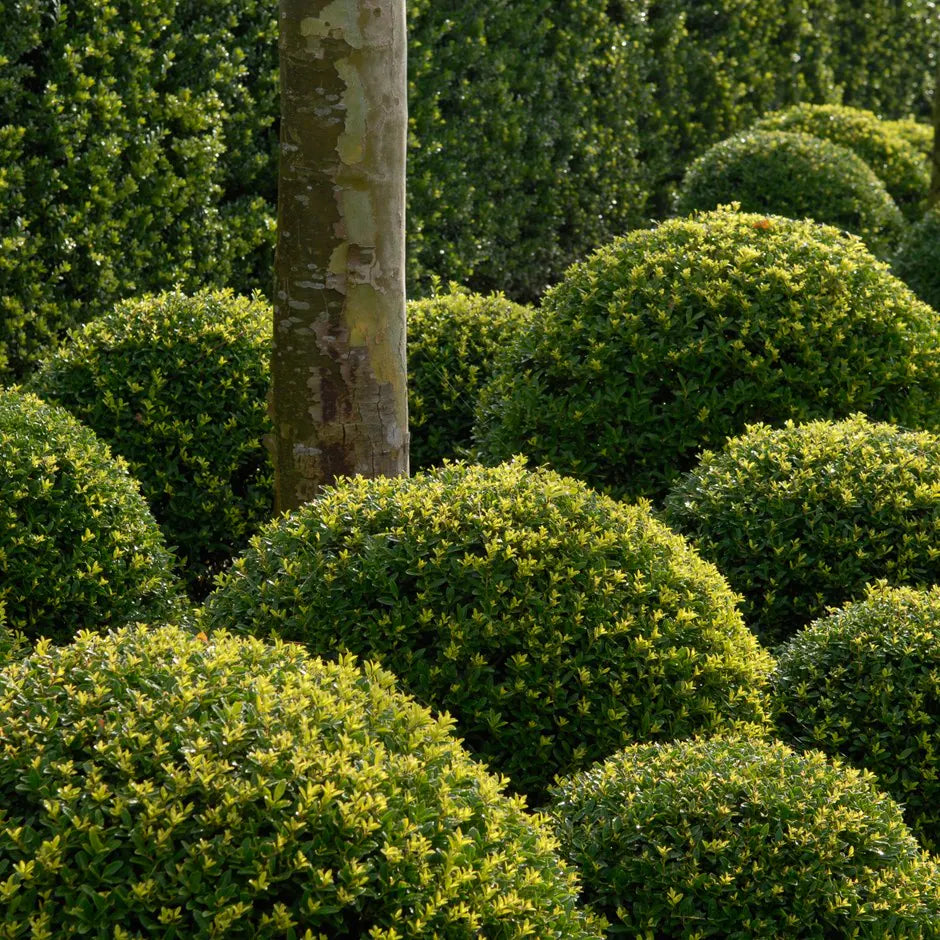Ilex crenata 'Dark Green &reg;'