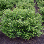Ilex crenata 'Glorie Dwarf'&reg;