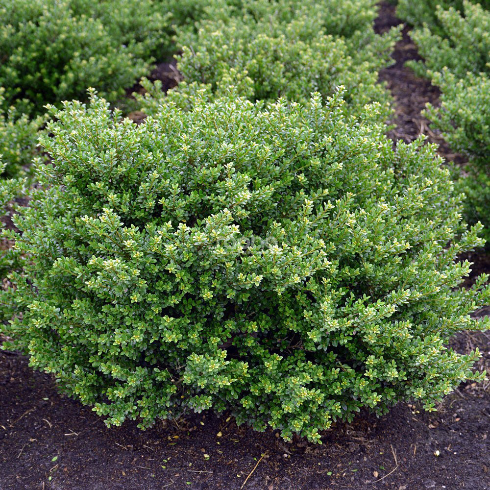 Ilex crenata 'Glorie Dwarf'&reg;