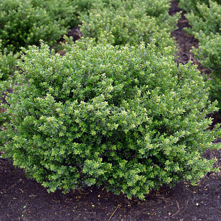 Ilex crenata 'Glorie Dwarf'&reg;