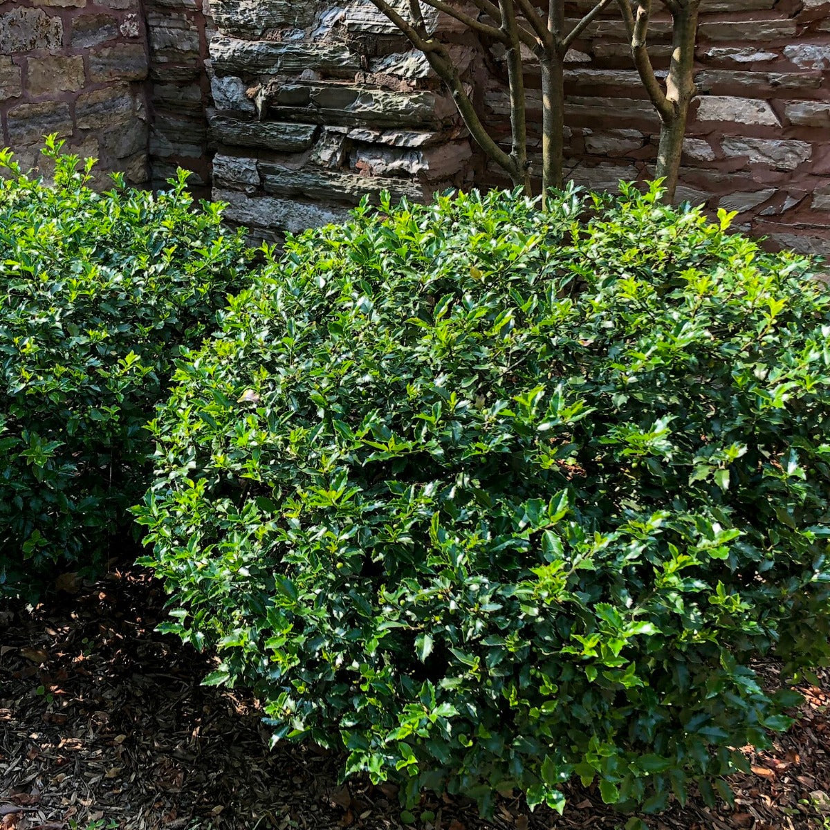 Ilex meserveae 'Blue Maid'