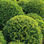 Ilex meserveae 'Little Rascal'