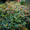 Ilex x Meservae Blue Angel Arbustiu