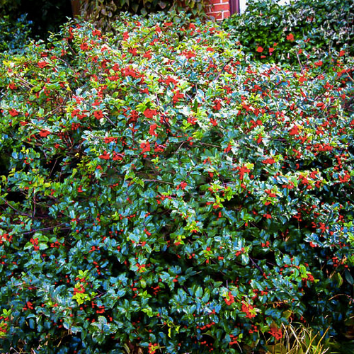 Ilex x Meservae Blue Angel Arbustiu